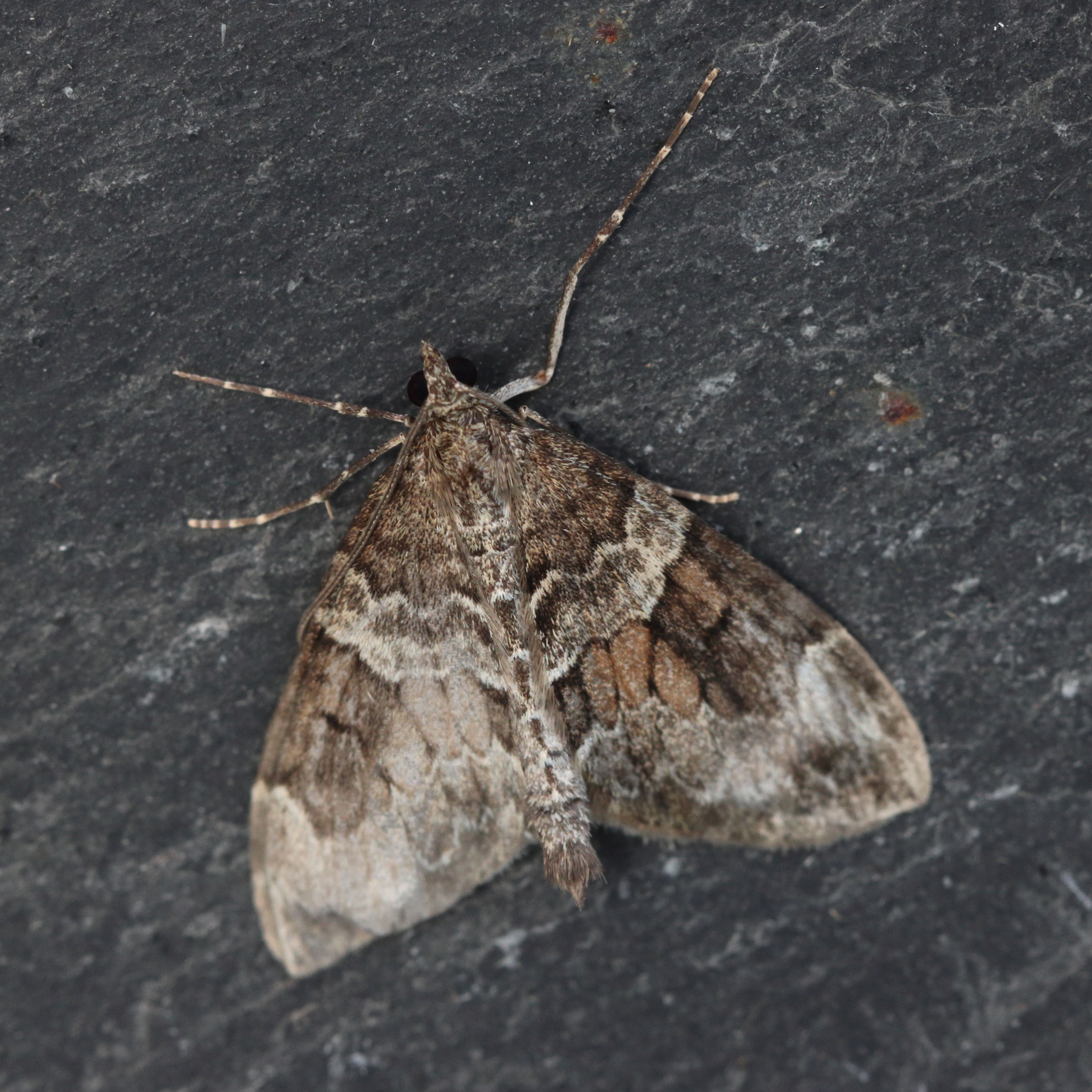 Photo of Spruce Carpet (Thera britannica)